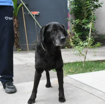 Buscan a los dueños de la perrita rescatada del canal pluvial ubicado en San Juan y Gorriti
