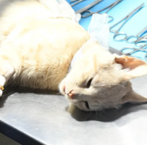 La próxima semana el Móvil de Castración atenderá en Santa Mónica y Sanidad 2