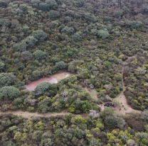 Se realizará una plantación de árboles nativos en parques de la ciudad