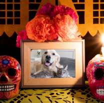 Hoy nuestras mascotas fallecidas vuelven a casa a visitarnos