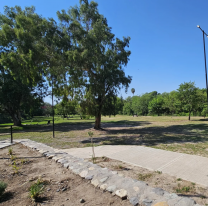 Desde mañana realizarán una plantación de árboles nativos en parques de la ciudad