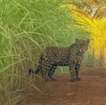 Apareció un yaragueté entre los cañaverales salteños 