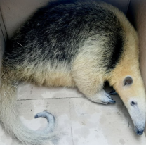 Resguardaron un oso melero hallado en una vivienda de General Güemes