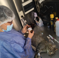 El Móvil de Castración atenderá en Primera Junta, Solidaridad y Justicia