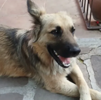 Rescataron a un perrito y ahora buscan a su due&ntilde;o