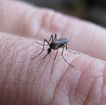 Estas son las pautas para prevenir el dengue durante el período de lluvias