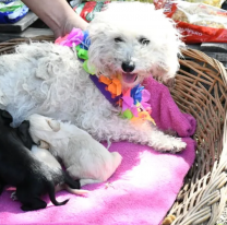 El Centro de Adopciones celebró un nuevo aniversario