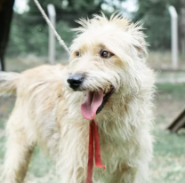 Una familia adoptó a Benji, uno de los perritos más longevos del refugio