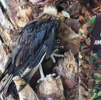 ¡Héroes sin capa! rescatan a un carancho herido en el Parque San Martín