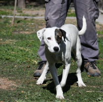 Este domingo 7 habrá una nueva jornada de adopción de perros en Salta