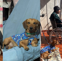 Piden ayuda para que Andy vuelva a casa: el dolor de una familia salte&ntilde;a tras la retenci&oacute;n de su perro de apoyo emocional