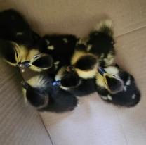 Vecinos rescataron una familia de patos en una vivienda barrial