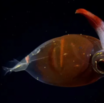 Despu&eacute;s de ganar el Mart&iacute;n Fierro de Oro el CONICET volvi&oacute; al mar profundo con una nueva expedici&oacute;n 