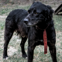 Un perrito que estaba desde hace 5 a&ntilde;os en el Centro de Adopciones tiene nuevo hogar