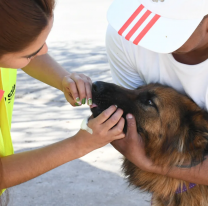 Así será el cronograma de vacunación antirrábica esta semana