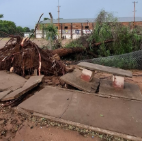 Colonia Santa Rosa: tras el temporal quedaron autos destrozados y árboles caídos