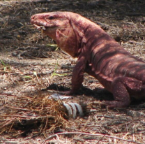 Autorizaron la caza de Iguana Colorada hasta marzo, buscan incentivar la econom&iacute;a de subsistencia