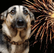 As&iacute; podes proteger a tu mascota de la pirotecnia en las Fiestas de Fin de A&ntilde;o