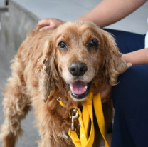No se registraron atenciones por pirotecnia en el Hospital de Salud Animal durante Navidad