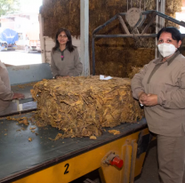 Salta fortalece su perfil productivo con la producci&oacute;n porotera y tabacalera