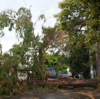 Tras la tormenta, la Municipalidad despliega equipos en distintas zonas de la ciudad