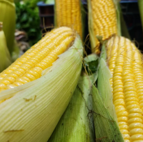 &iexcl;Atenci&oacute;n vecinos! Estos son precios de frutas y verduras en mercado San Miguel