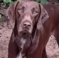 Familia salte&ntilde;a busca desesperada a su perrito Rocky