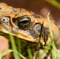 Invitan a las familias salte&ntilde;as a la "Noche de sapos" en el Parque Bicentenario 