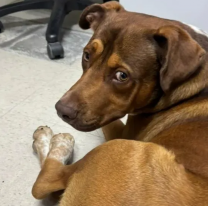 Se busca al due&ntilde;o de un perro extraviado en el Centro C&iacute;vico Municipal