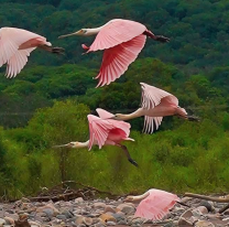 Aparecieron "espátulas rosadas" en La Caldera y sorprendieron a vecinos y observadores