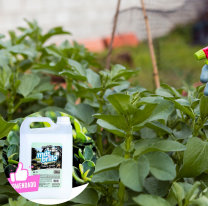 ¡Chau insectos! La solución que eligen los hogares salteños y causa furor