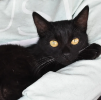 M&oacute;vil de Castraci&oacute;n: la pr&oacute;xima semana se atender&aacute; en el SUM de Palermo I