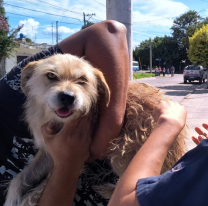 Vacunación antirrábica: así será el cronograma de la próxima semana