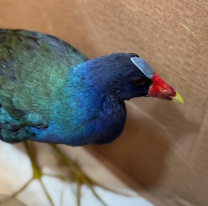 Rescataron una Pollona Azul, ave ex&oacute;tica muy poco conocida, en Salta