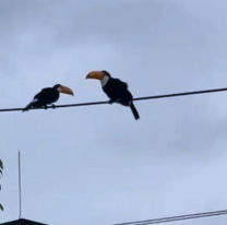 Tucanes sorprendieron a vecinos de barrio El Huaico tras la tormenta y piden no molestarlos