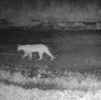 Apareció un puma en el patio de un vecino de Campo Quijano