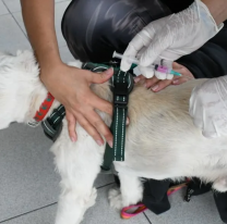 &iexcl;Atenci&oacute;n vecinos! habr&aacute; vacunaci&oacute;n antirr&aacute;bica en la zona sudeste