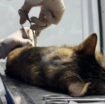 El Móvil de Castración atenderá en Barrio Mosconi