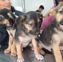 Este domingo vas a poder adoptar un perrito en la Marat&oacute;n New Balance