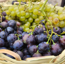  Llega una nueva edici&oacute;n de la Vendimia del Alto Valle Calchaqu&iacute;