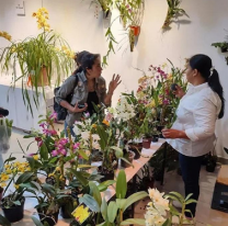 Se viene la 36&ordf; Exposici&oacute;n de Orqu&iacute;deas, Bromelias y Cactus en la Usina Cultural