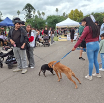 Siete perritos fueron adoptados este fin de semana y ahora tienen un nuevo hogar