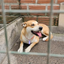 Con actividades y una jornada de adopciones el Refugio Municipal, festejará el día del animal