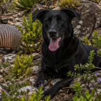 D&iacute;a del Animal: por qu&eacute; se celebra el 29 de abril en Argentina 