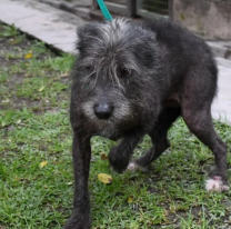 Hoy el Centro de Adopciones Municipal festejará el Día del Animal