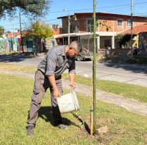 Plantaron 32 nuevos &aacute;rboles en las avenidas principales del barrio Parque Belgrano