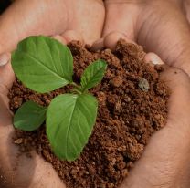 Campo Quijano celebrará la Semana del Medio Ambiente con actividades de limpieza, forestación y educación ambiental