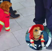 Conoce a "Chato" el perrito bombero que enamora a todos