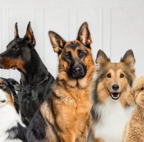 D&iacute;a del Perro en la Argentina: por qu&eacute; se celebra hoy y cual es el significado