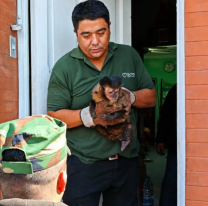 Rescataron a un mono caí en cautiverio